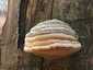 Bükkfa-tapló (Fomes fomentarius), Vértes